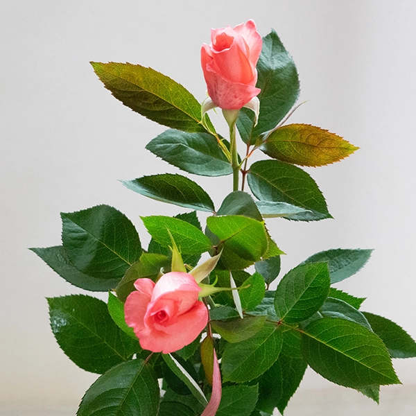 品種名COMING SOON